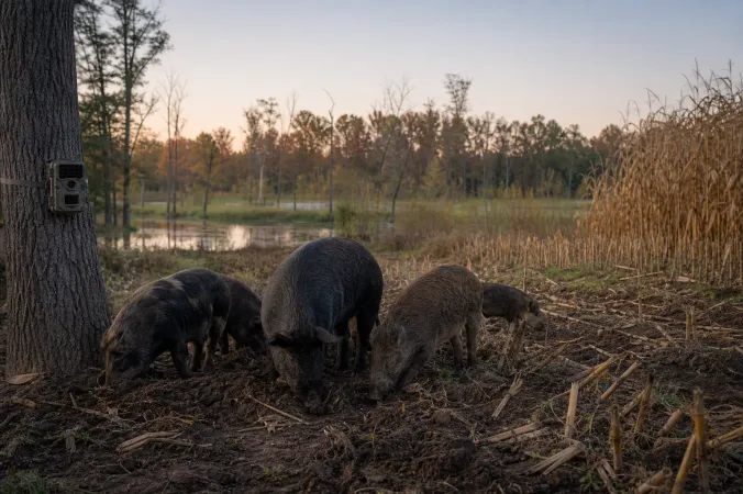 A group of feral hogs rooting in disturbed soil at the edge of a crop field and woodland.