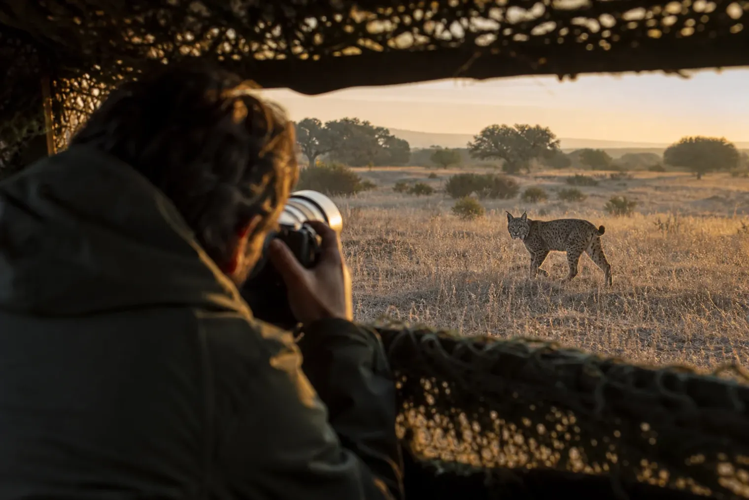 A wildlife photographer in a hide photographs an Iberian lynx moving through dry Spanish grassland at dawn.